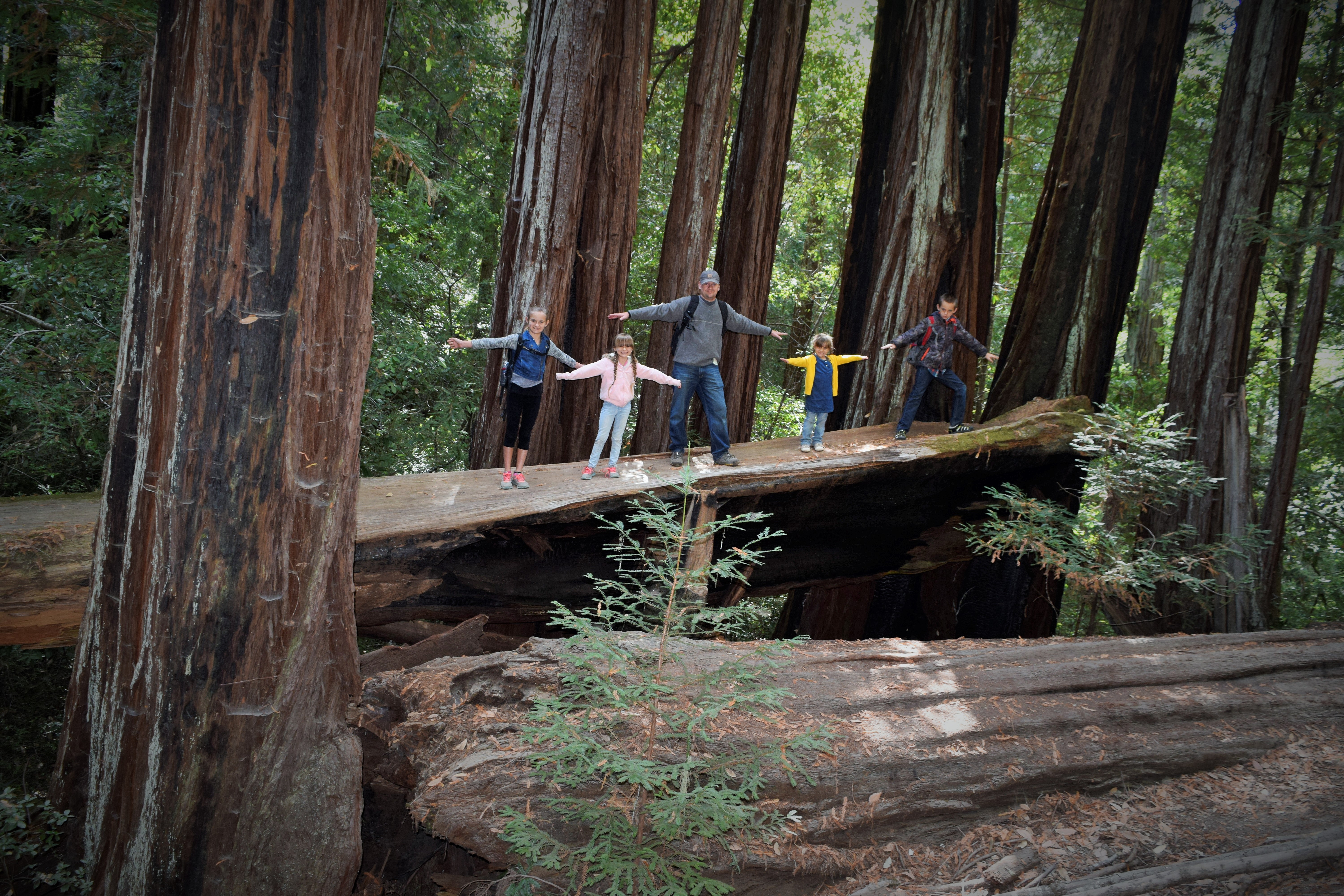 Among Santa Cruz Giants