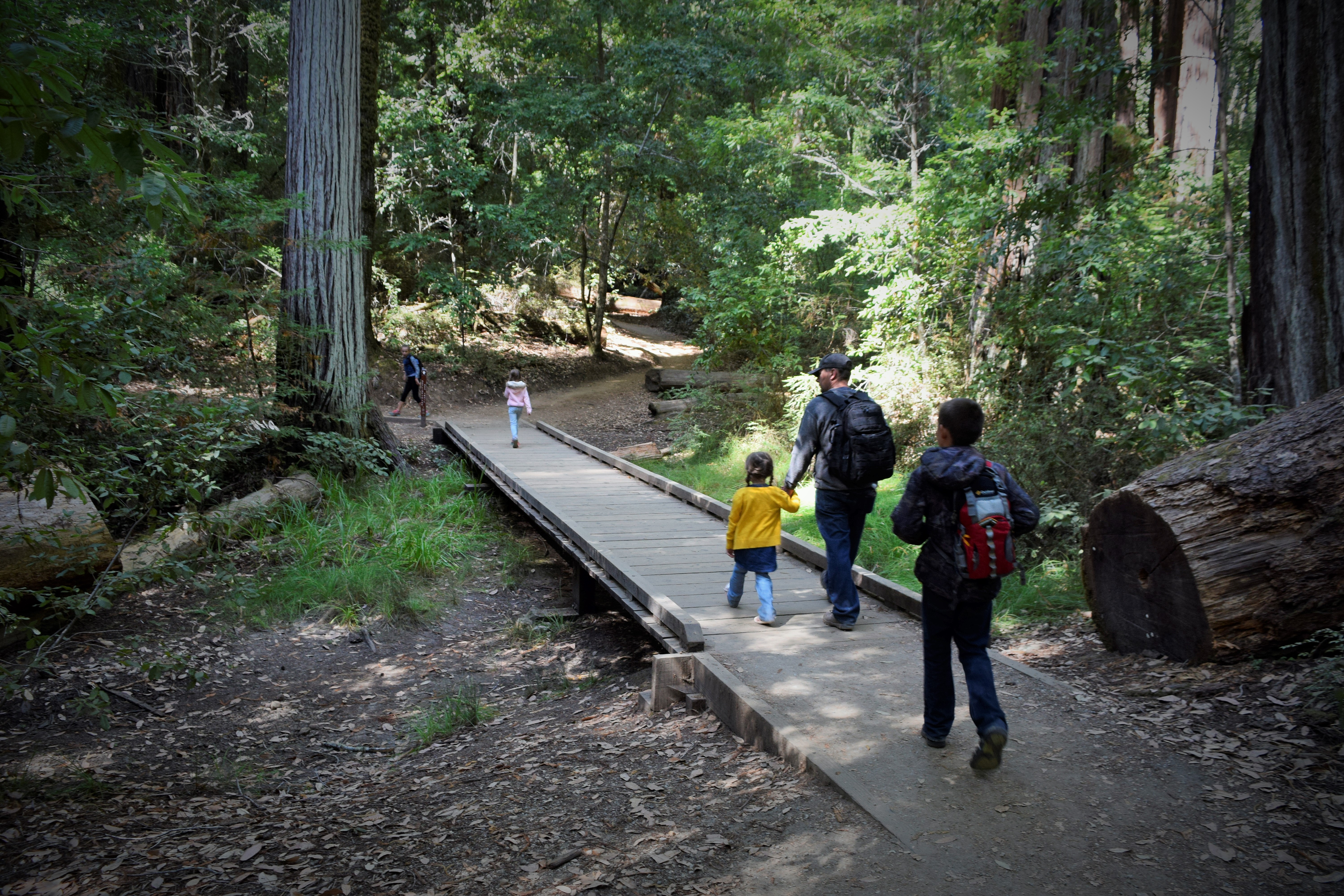 redwoods