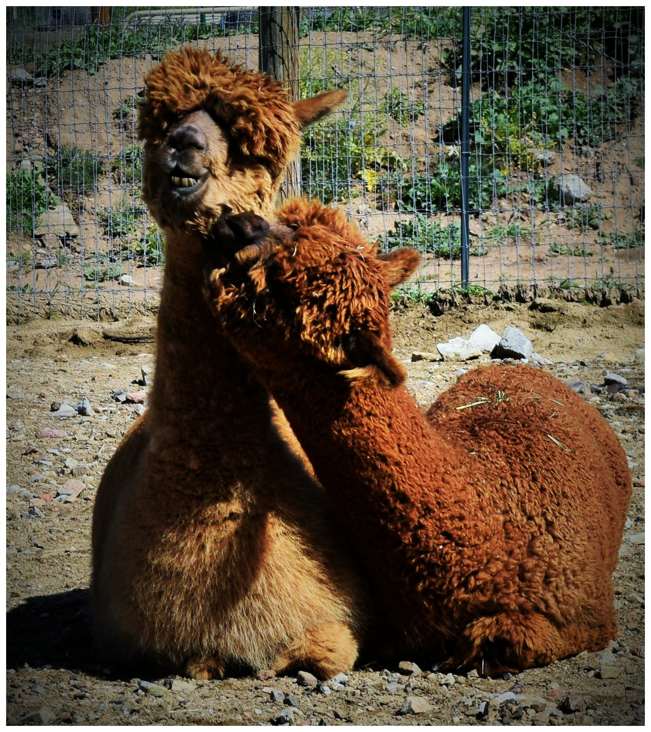 alpacas