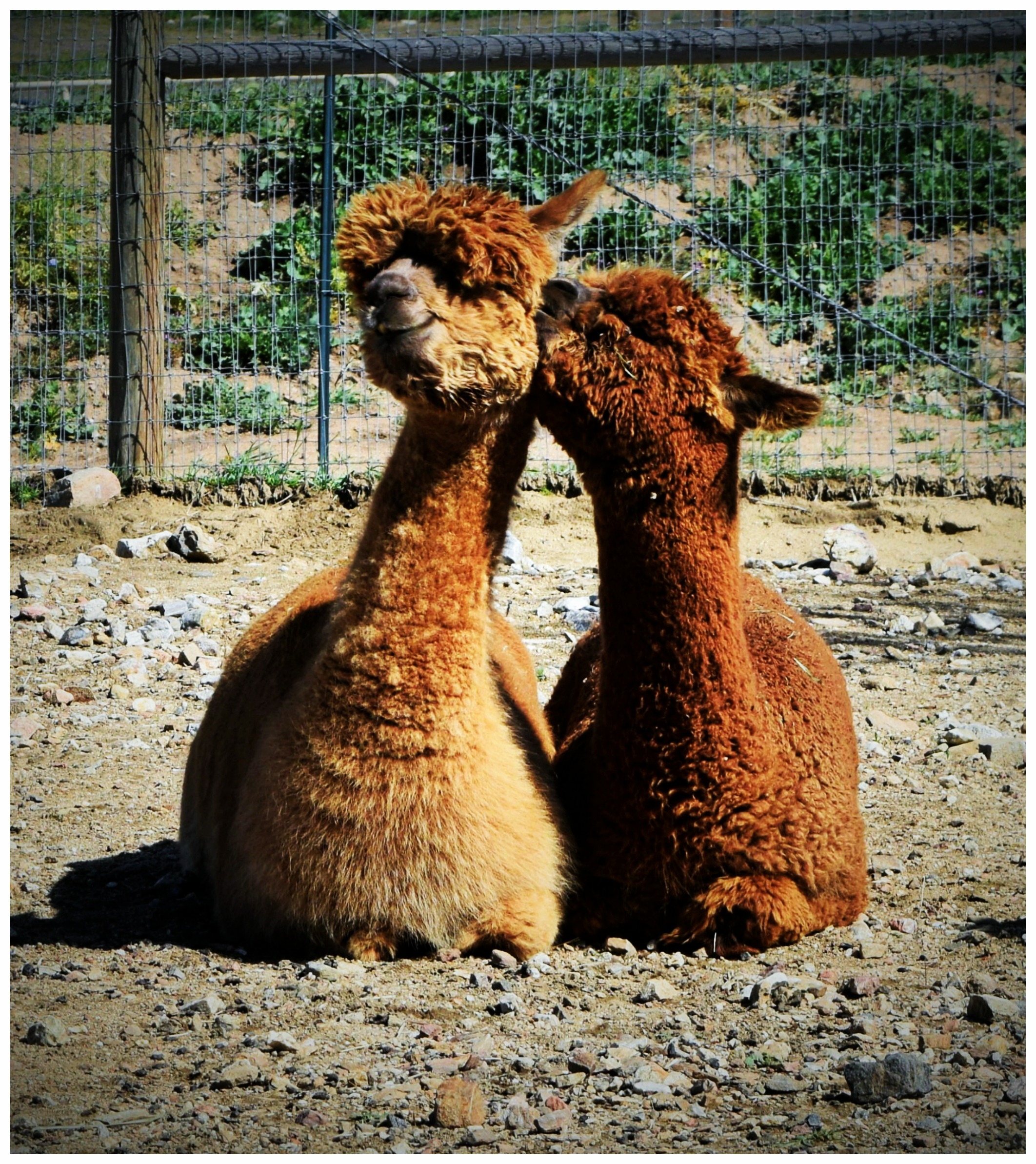 alpacas