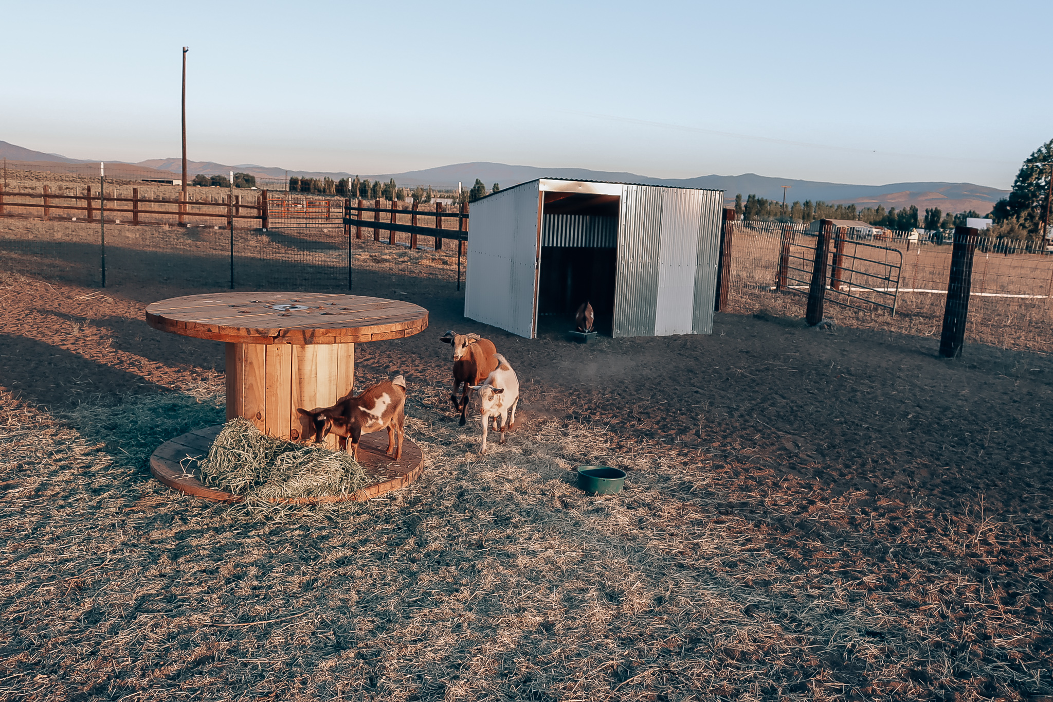 goat enclosure