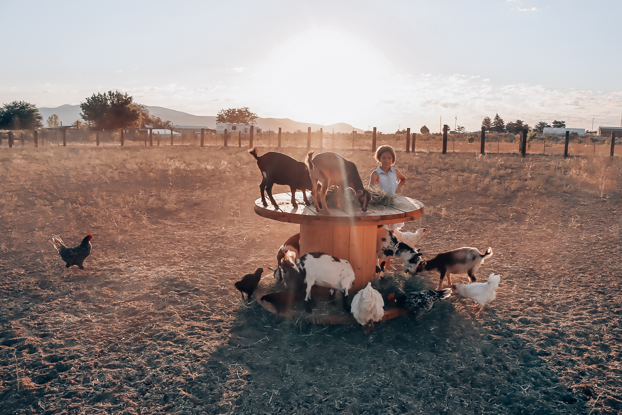 goat enclosure