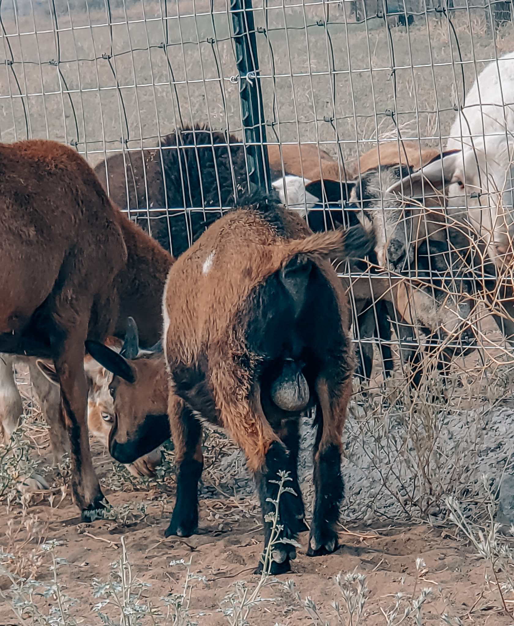 Boy Bands are Back! Banding Goats 101 - Backyard Goats