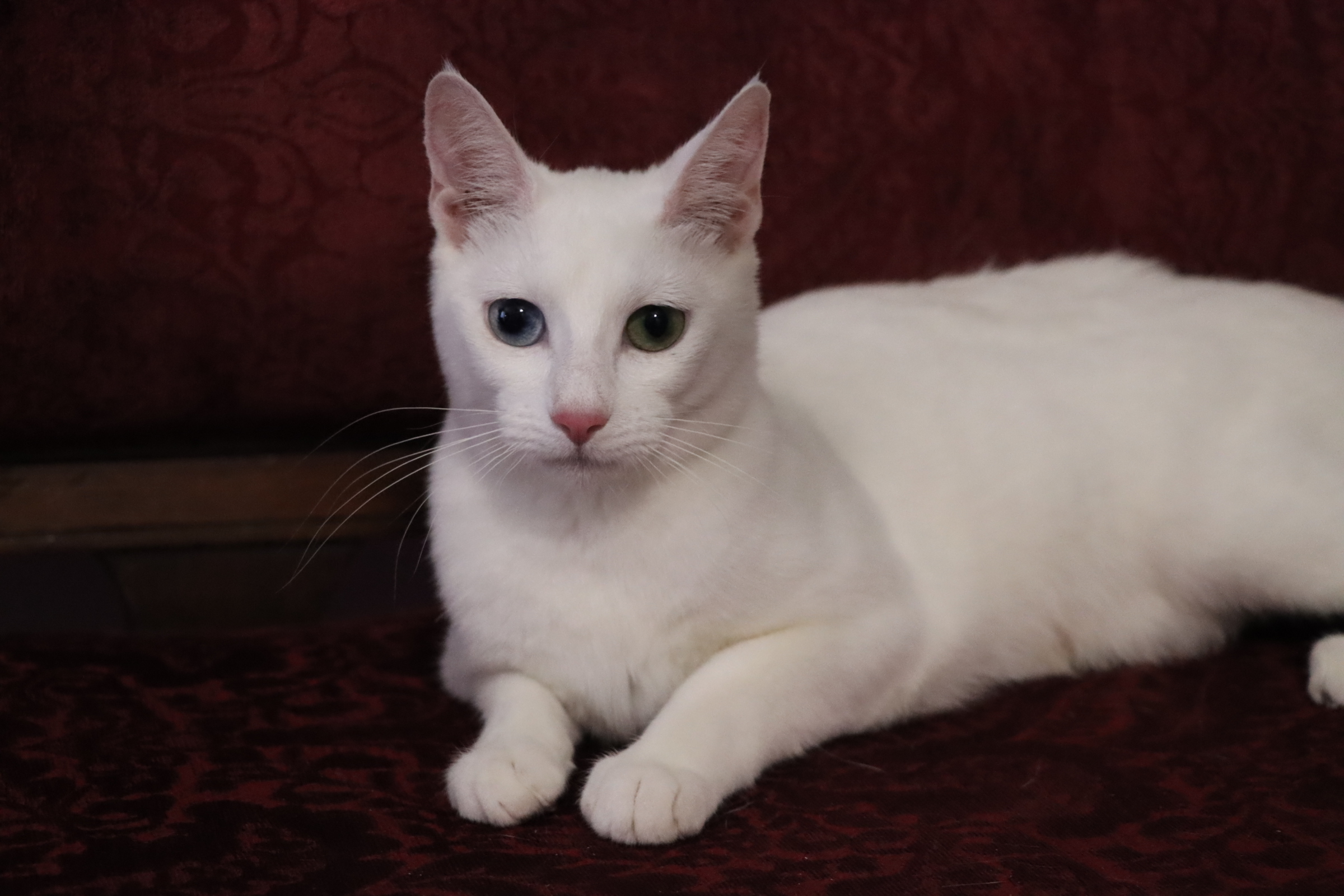 Russian white cat cheap