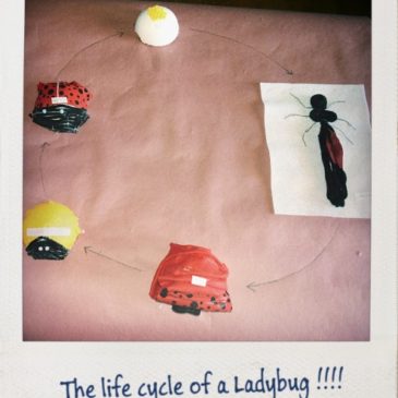 The Life Cycle of a Ladybug…..
