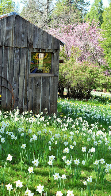 Daffodil Hill