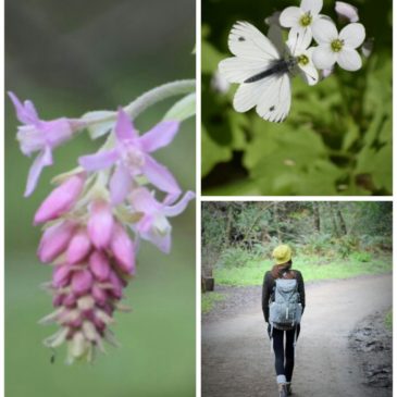 Point Reyes National Seashore: Sky Trail Loop