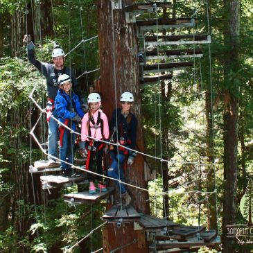 Tree Top Adventure: Zipline