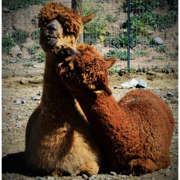 Let’s Celebrate : Alpacas