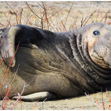 Elephant Seals