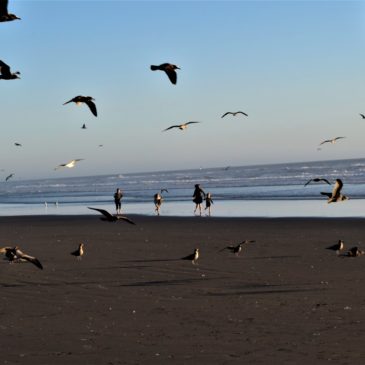 Olympic Peninsula