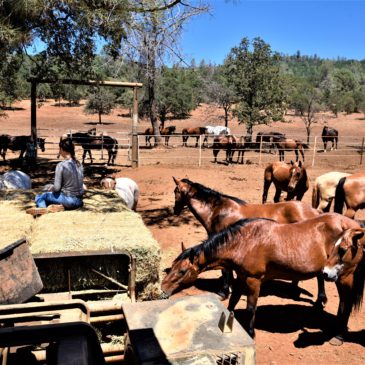 Wild West California