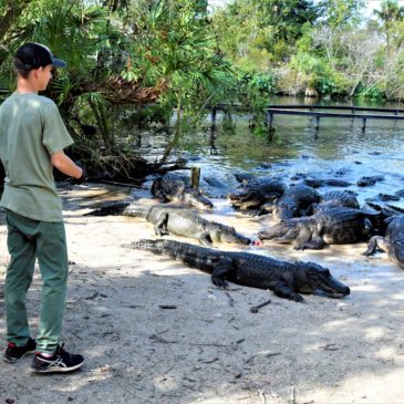 Floridas Gator Experience