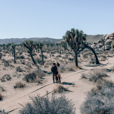 Day in Joshua Tree National Park