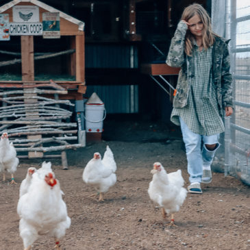 Chicken Coop