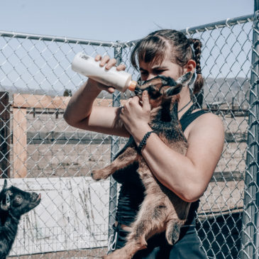 Bottle Feeding Nigerian Dwarf Goats