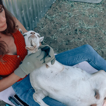 Trimming Goat Hooves