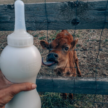 Bottle Feeding a Calf