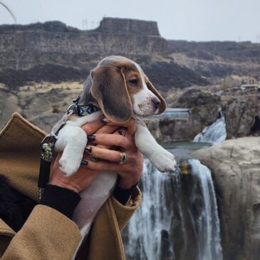 Homegrown Beagles