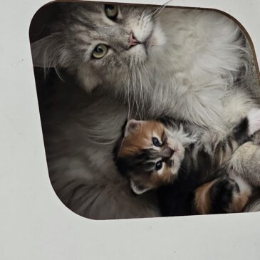 Maine Coon Kittens