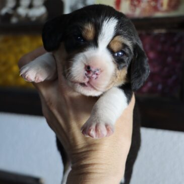 Available Beagles