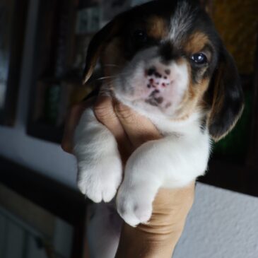 Available Beagles