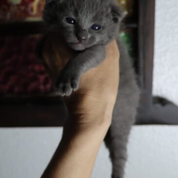 Available Russian Blue Kittens