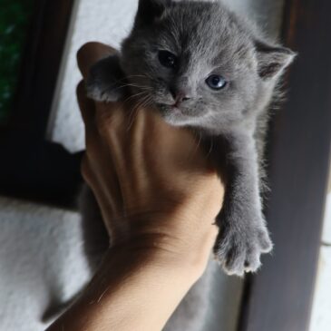 Available Russian Blue Kittens