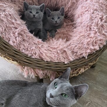 Russian Blues