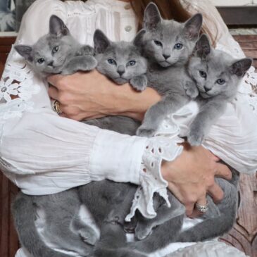 Russian Blues